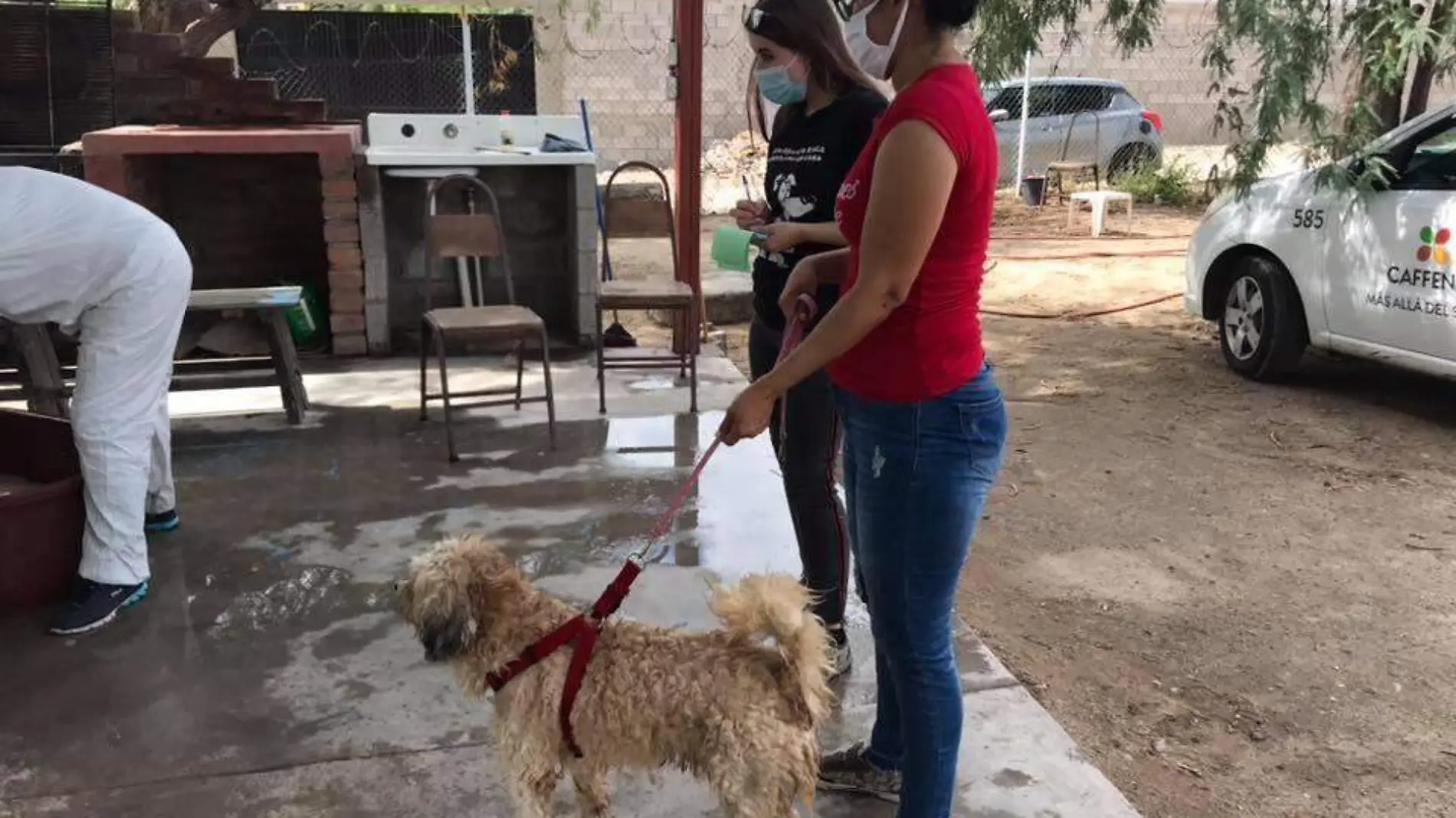 perros Jornadas de salud Pata de Perro (2)